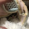 モモンガパパ