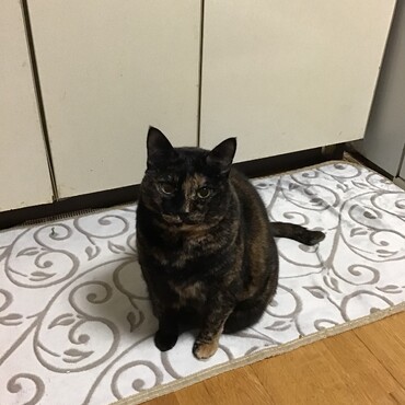 ちょこママちゃん、来年も一緒に遊んでね！