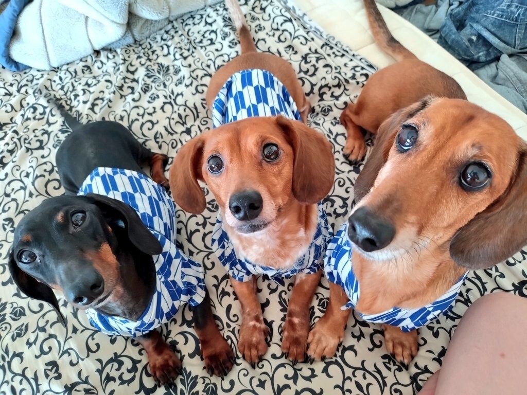 スタンダードダックスフン」宮城県 - 犬の里親募集(508187) 3枚目の