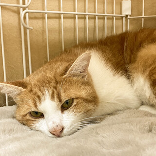 トライアル中イケニャン茶白男子ピーター