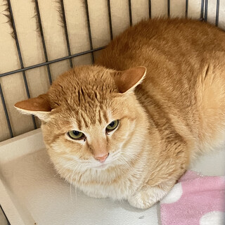 SOS！１/22期限イケニャン茶トラ男子エドマンド