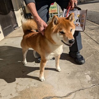 フレンドリーな柴犬　ｼﾞｮﾝ待て次郎