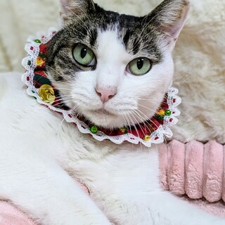 【1/25東銀座】しらたまちゃん★３歳♪