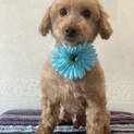 ⭐︎優しい穏やかなトイプードル⭐︎リッキー君
