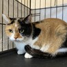 三毛猫マンチカンの女の子！ サムネイル2
