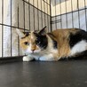 三毛猫マンチカンの女の子！ サムネイル3
