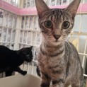綺麗なお目々☆甘えん坊、ウィンリィ（レモン猫）
