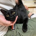 マイペース男子☆アルフォンス（レモン猫）