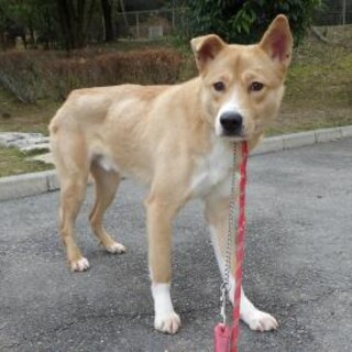 見た目はいぶし銀☆怖がりな元野犬のけん太くん