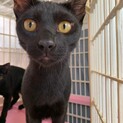 甘えん坊の黒猫くん⭐︎エドワード（レモン猫）