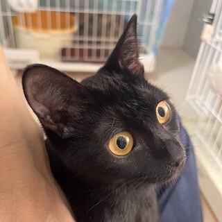 甘えん坊の☆ラストちゃん