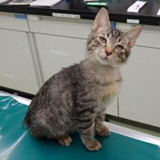 ゴロゴロおちびにゃんこ♪キジトラのおじゃこくん