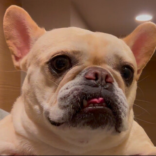 フレンチブルドッグ　女の子♀　クリーム