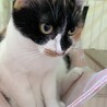 美猫三毛『ハンナ』♀ サムネイル2