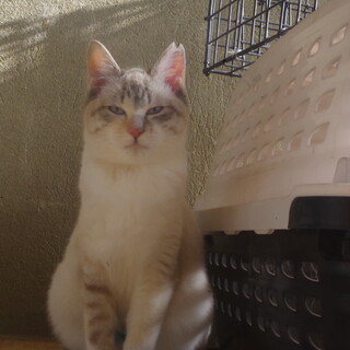 林の中で、保護した三姉妹の里親募集。