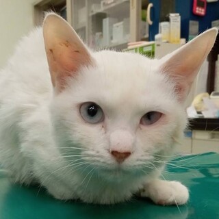 大怪我を乗り越えた長毛白猫のキャロルちゃん