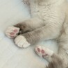 にくきゅう9