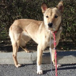 小柄で可愛い目をしたアーシャちゃん