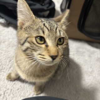 アイ君の里親さん募集中