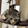 ケイ君の里親さん募集中 サムネイル2