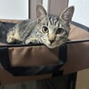 ケイ君の里親さん募集中 サムネイル3