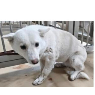 殺処分対象❗️収容期限1/6迄❗️延長なし