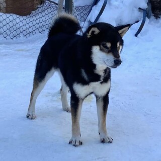 柴犬の男の子　5歳4ヶ月