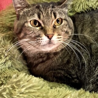 【12/29東銀座】みやこちゃん★３歳♪