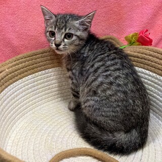 【12/29東銀座】ミールちゃん★２ヵ月♪