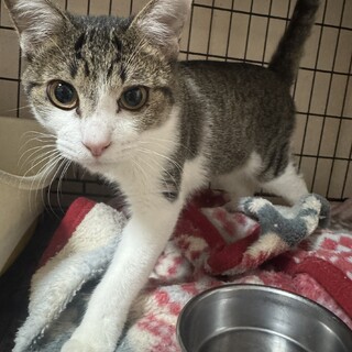 里親決定。ふっか君去勢済み