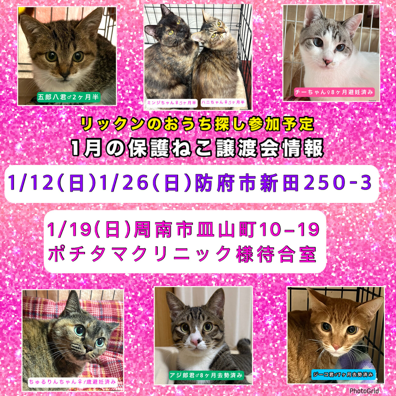 お譲り先決定済み ?ハレノテラス譲渡会開催しております? 本日は8匹 