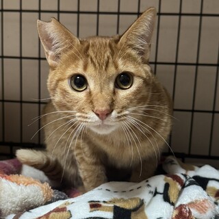 里親決定。茶トラのジーコ君去勢済み