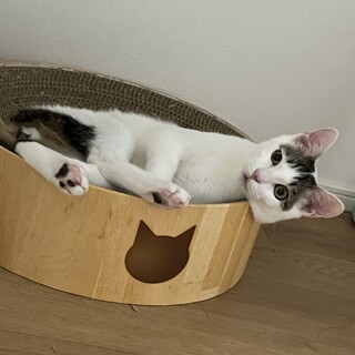 【2/22譲渡会】人も猫も大好き！天真爛漫ベガ君