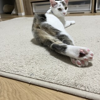 【7/6譲渡会】内弁慶？ボブテイルのミント♪