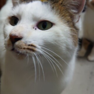 キジ白の可愛いオス猫ちゃんです