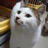 キジ白の可愛いオス猫ちゃんです サムネイル2