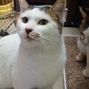 キジ白の可愛いオス猫ちゃんです サムネイル4
