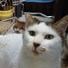 キジ白の可愛いオス猫ちゃんです サムネイル5