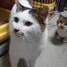 キジ白の可愛いオス猫ちゃんです サムネイル6