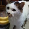 キジ白の可愛いオス猫ちゃんです サムネイル7