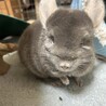 チンチラ可愛い さん
