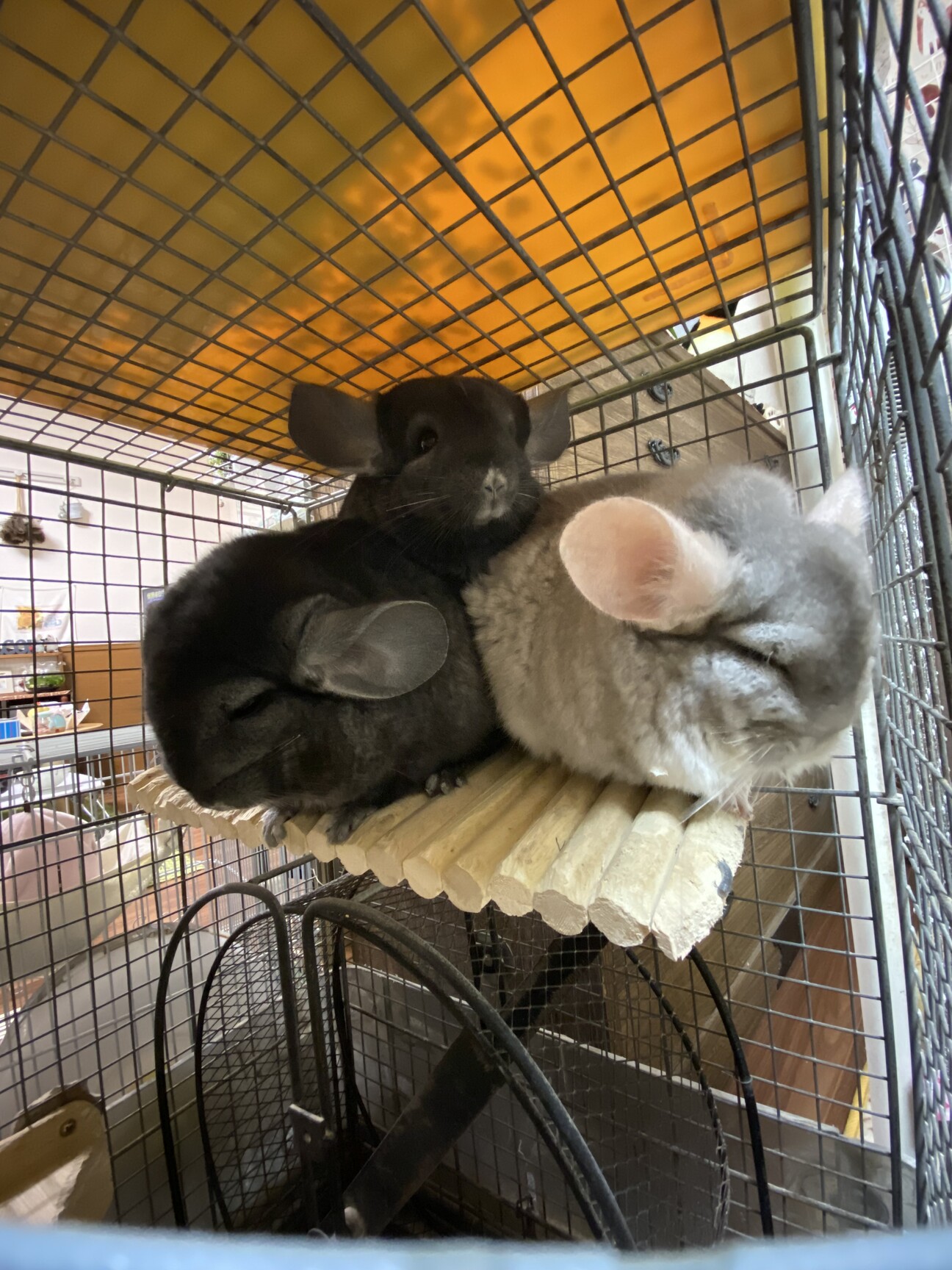 急募チンチラ飼育用ケージ