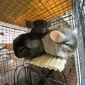 チンチラ仲良し親子里親急募