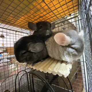 チンチラ仲良し親子里親急募