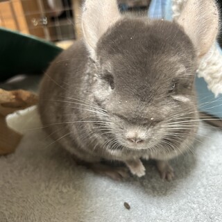 里親さん見つかりました！