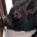 マイクロブタ　5歳　メス