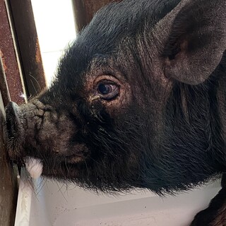 マイクロブタ　5歳　メス