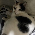 ミケのさくらちゃんです♪