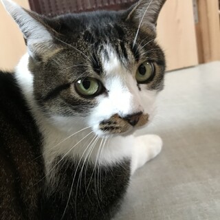 キジ白　甘えん坊の構ってちゃん　オス5歳