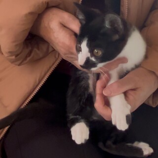 子猫ちゃんの里親様募集